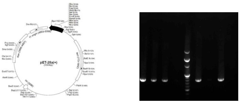 Fc-fused protein의 cPCR