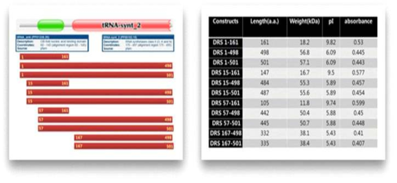 Truncated DRS 단백질의 유전자 구축