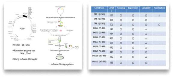 DRS 단백질 cloning방법(왼쪽)과 truncated DRS 단백질의 진행 상황(오른쪽)