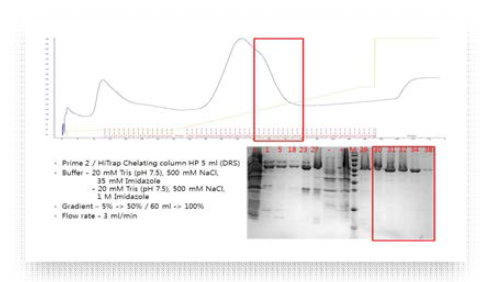 Affinity Chromatography