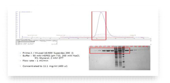 Size Exclusion Chromatography