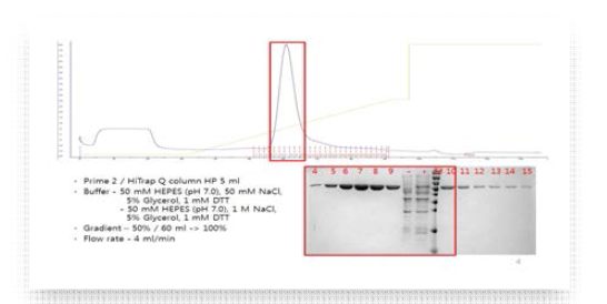 Ion Exchange Chromatography