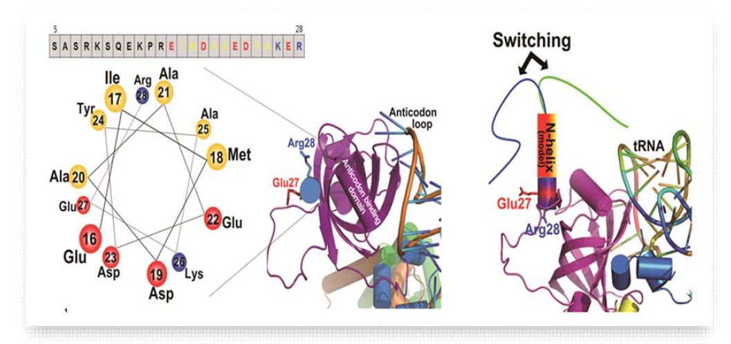DRS 단백질의 N-terminal extension 부분의 구조 예측