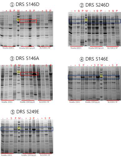 변이된 DRS 단백질의 발현 및 수용성 실험