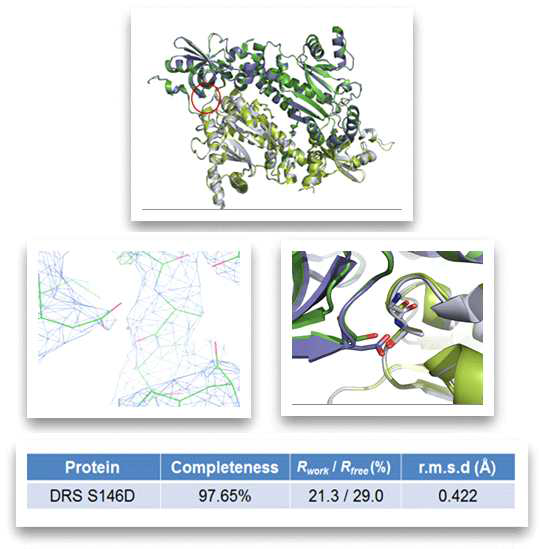 DRS S146D 변이 단백질의 결정 구조 분석결과