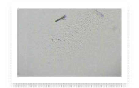 DRS S146E 단백질 결정 0.05 M Ammonium sulfate, 0.05 M Bis-Tris (pH 6.5), 30% Pentaerythritol ethoxylate