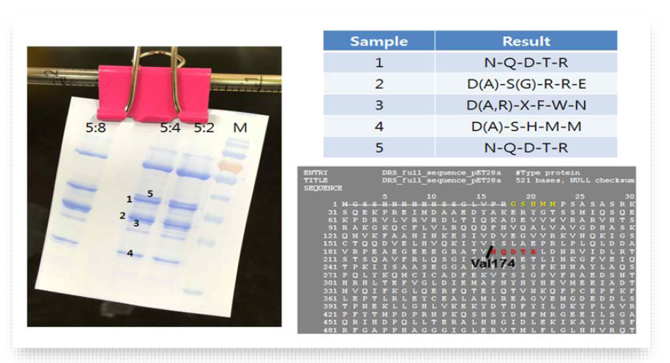 Elastase에 의해 잘린 DRS 조각 단백질들의 아미노산 서열 분석