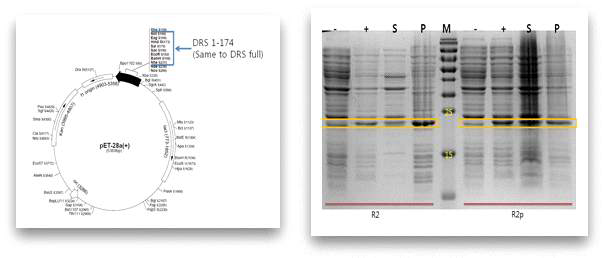 DRS 1-174 단백질 발현을 위한 유전자 제작 및 발현과 수용성 시험