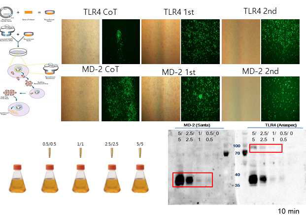 TLR4, MD-2 단백질의 발현 최적화 시험