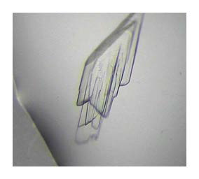 DRS M256L 단백질 결정 - 0.3 M Sodium acetate trihydrdate (pH 7.0), - 10% PEG3350