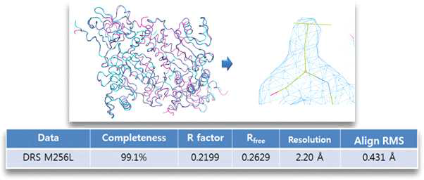 DRS M256L 단백질의 삼차원 구조 및 DRS 단백질과의 구조 비교
