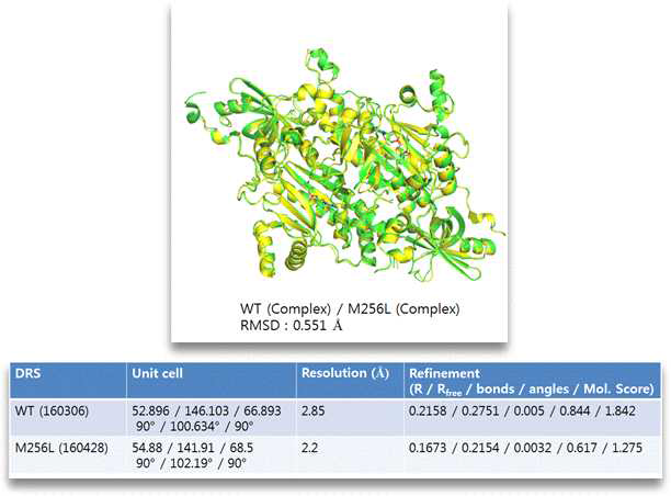 DRS M256L 단백질과 Asp-AMS 화합물의 결합 삼차원 구조 및