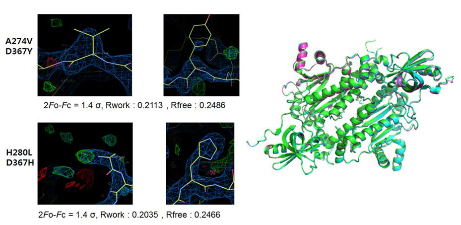 DRS A274V+D367Y, H280L+D367H 단백질과 DRS wild type 단백질의 삼차원 구조 비교