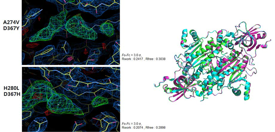 DRS A274V+D367Y, H280L+D367H 단백질의 Asp-AMS 화합물의 결합 삼차원 구조 및 DRS / Asp-AMS 결합 단백질과의 구조 비교