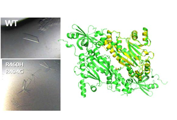 DRS R460H/R494G 단백질의 결정 및 DRS WT 단백질과의 구조 비교