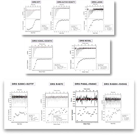 DRS wild type과 HSBL 관련 변이 단백질의 기질 analog Asp-AMS와의 결합 에너지를 측정한 ITC 자료 비교