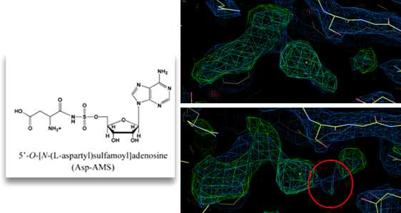 Asp-AMP 유사체인 Asp-AMS와 이를 이용한 DRS-ligand 결합 구조의 전자 밀도 비교 (위 : DRS / Asp+AMPPNP, 아래 : DRS / Asp-AMS)