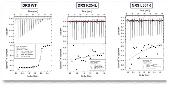 DRS와 DRS 변이 단백질의 Asp-AMS ITC 테스트 결과