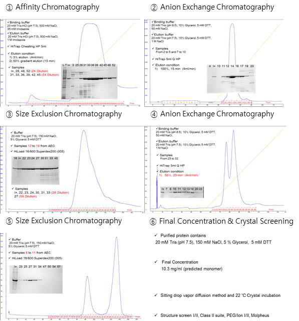 AIMP2-DX2 단백질의 정제 과정