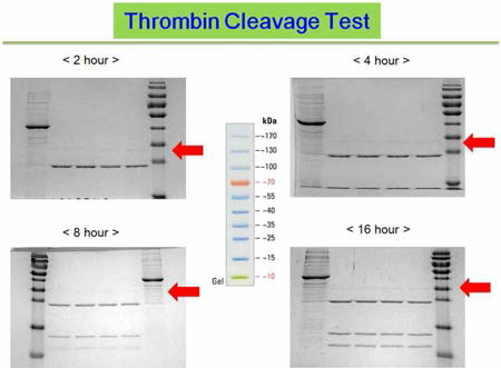 Thrombin Cleavage Test