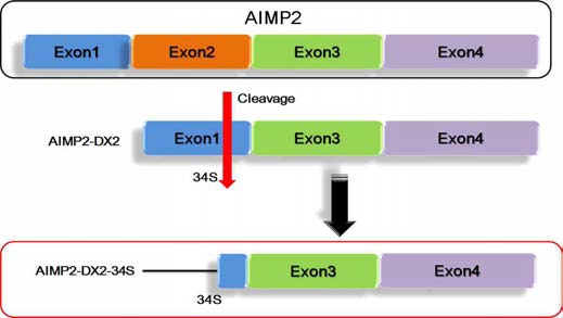 AIMP2-DX2-32S