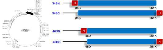 AIMP2-DX2 단백질의 새로운 construct 구축