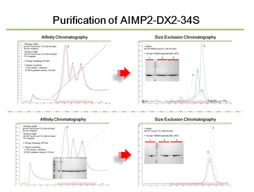 AIMP2-DX2-34SC 단백질의 정제 과정