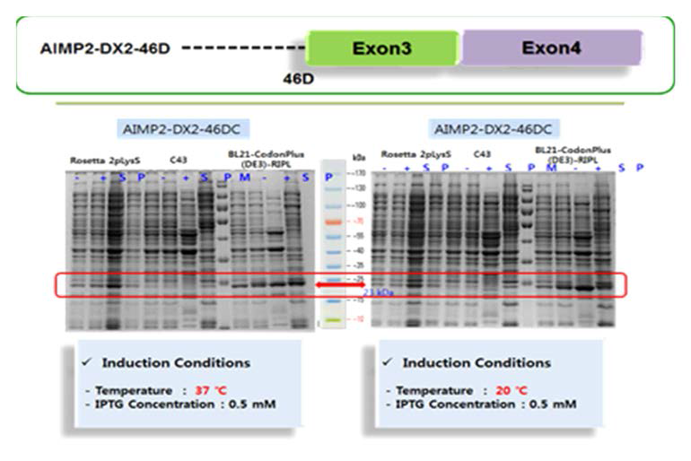 AIMP2-DX2-46D 단백질의 발현 및 수용성 실험