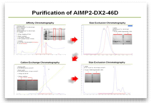 AIMP2-DX2-46D 단백질의 정제 과정