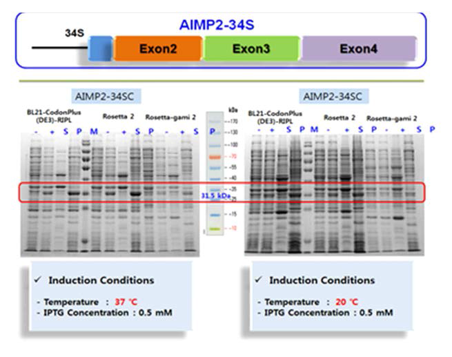 115. AIMP2-34S 단백질의 발현 및 수용성 실험