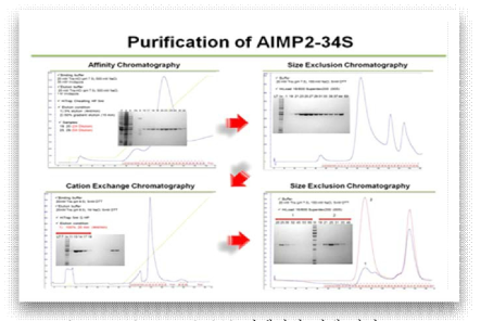 116. AIMP2-34S 단백질의 정제 과정