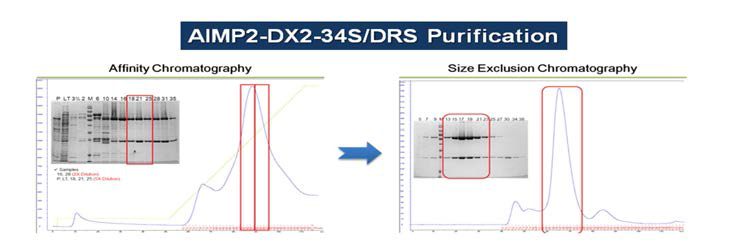 AIMP2-DX2-34S/DRS complex 단백질의 정제 과정