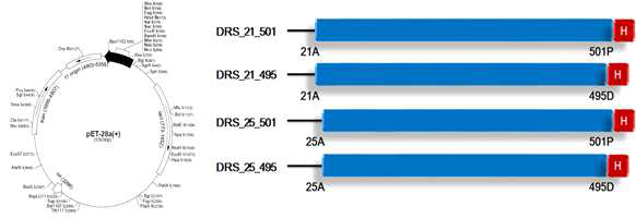 DRS 단백질의 새로운 construct 구축