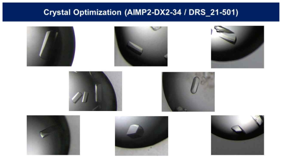 AIMP2-DX2-34S/DRS_21-501 단백질의 결정들