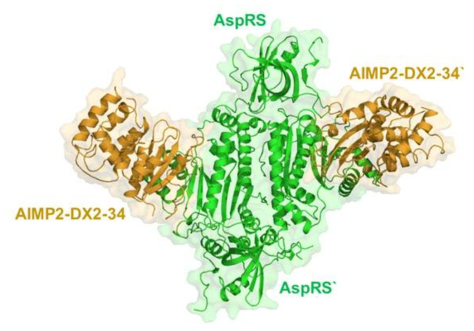 AIMP2-DX2-34S/DRS_21-501 complex 단백질의 삼차원적 구조