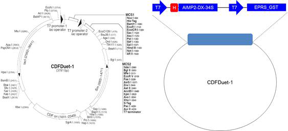 AIMP2-DX2-34S/EPRS_GST 단백질의 construct 구축