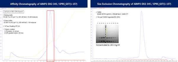 AIMP2-DX2-34S/EPRS_GST 단백질의 정제