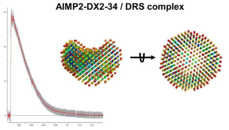 AIMP2-DX2-34S/DRS_21-501 complex 단백질의 SAXS 결과 분석