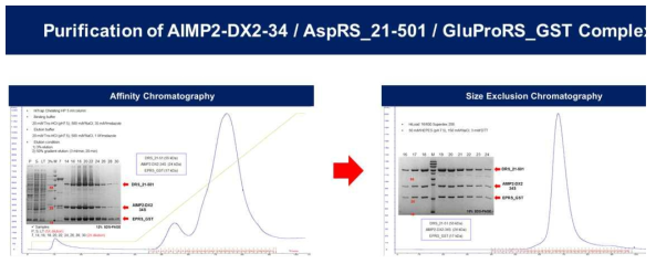 AIMP2-DX2-34S/DRS_21-501/EPRS_GST complex 단백질의 정제 과정