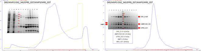 AIMP2-DX2-34S/DRS_21-501/EPRS_GST/AIMP3/MRS_GST complex 단백질의 정제 과정