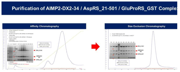 DRS-AIMP2-DX2-S34-EPRSGST 단백질 complex의 정제 과정