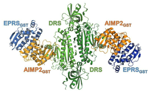 DRS-AIMP2-DX2-S34-EPRSGST 단백질 complex의 구조