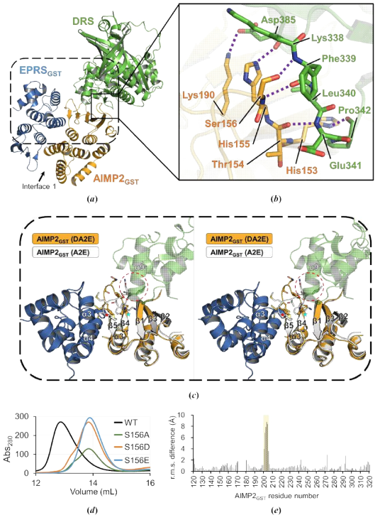 DRS-AIMP2-DX2-S34-EPRSGST 단백질 complex의 interface 분석