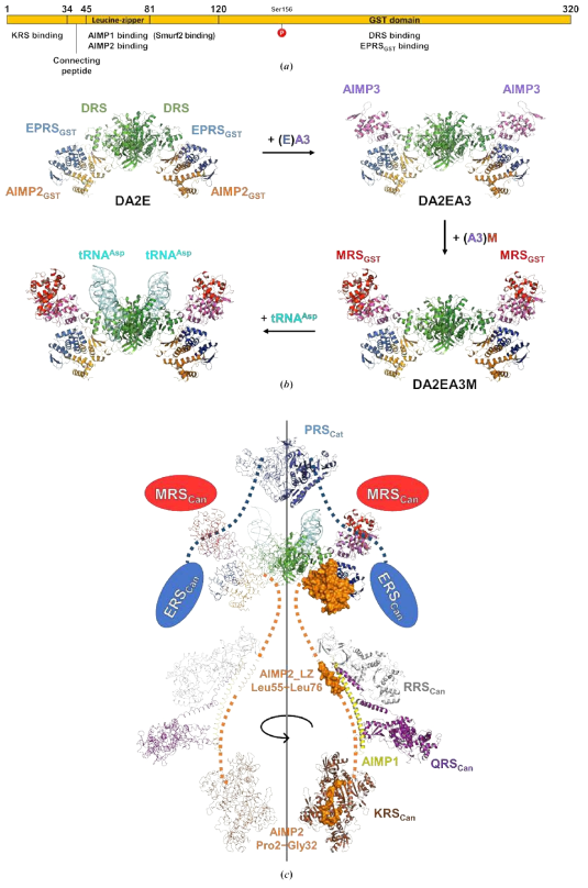 DRS-AIMP2-DX2-S34-EPRSGST 단백질 complex의 구조를 바탕으로 한 전체 MSC의 구조 예측 모델