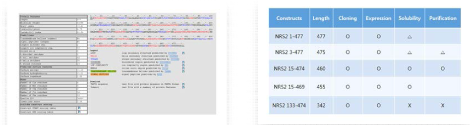 NRS2 단백질의 서열 분석과 truncated 단백질의 Cloning