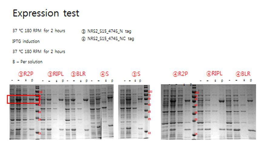 NRS2 (15-474 construct) 단백질의 발현 및 수용성 실험