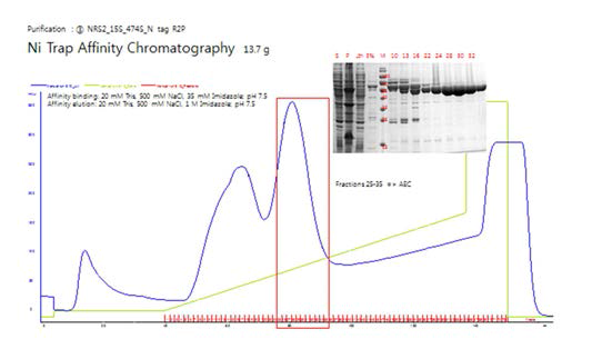 NRS2 단백질의 정제 과정 1