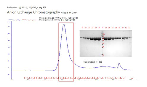 NRS2 단백질의 정제 과정 2