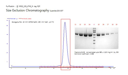 NRS2 단백질의 정제 과정 3