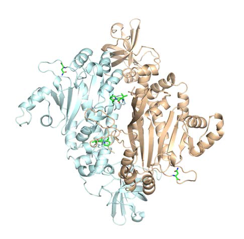 NRS2 단백질 구조